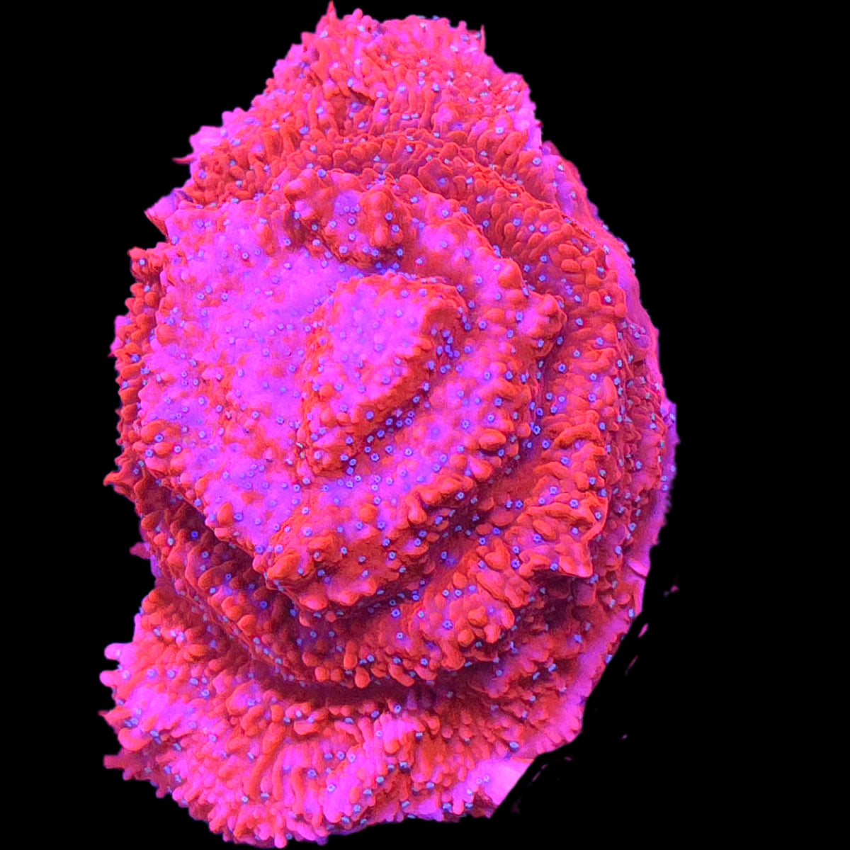 JF Snow Cap Montipora