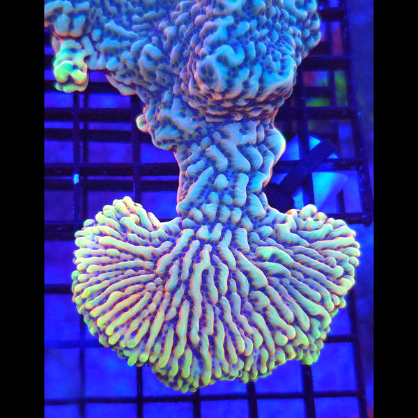 Prometheus Montipora - Aquacultured SPS Coral | AJ's Aquariums