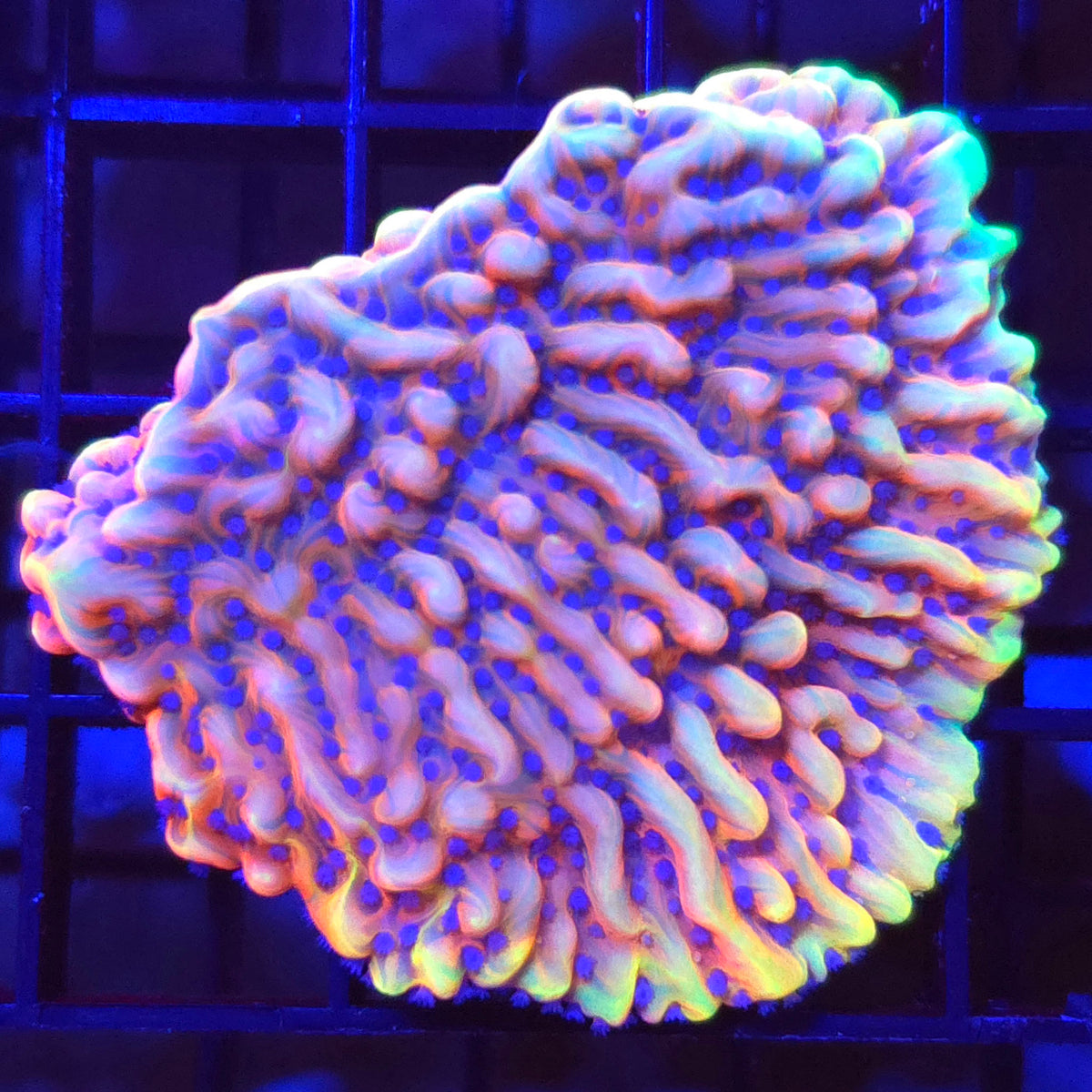 Prometheus Montipora - Aquacultured SPS Coral | AJ's Aquariums