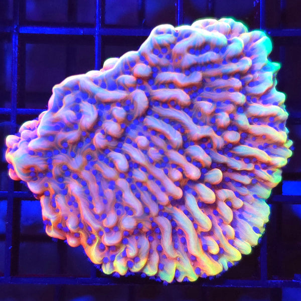 Prometheus Montipora - Aquacultured SPS Coral | AJ's Aquariums