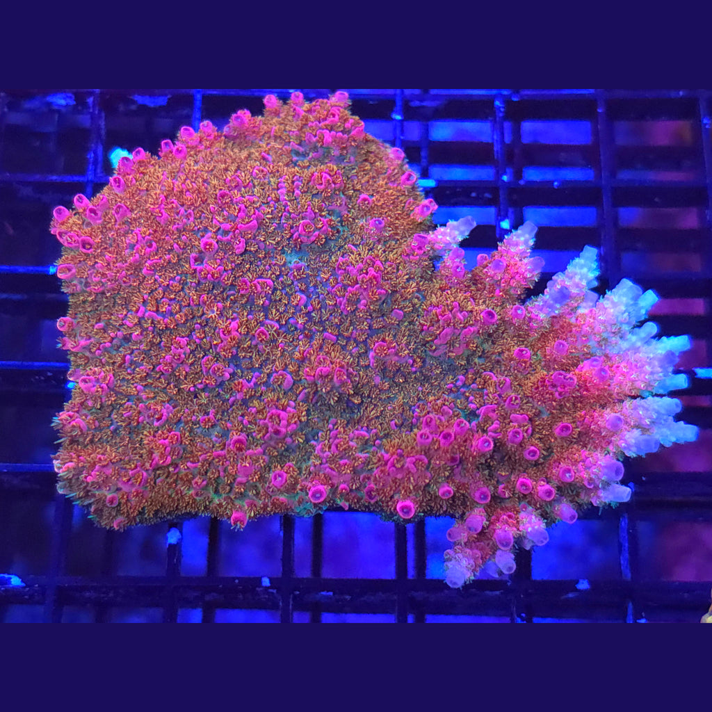 WWC Jello Shot Acropora