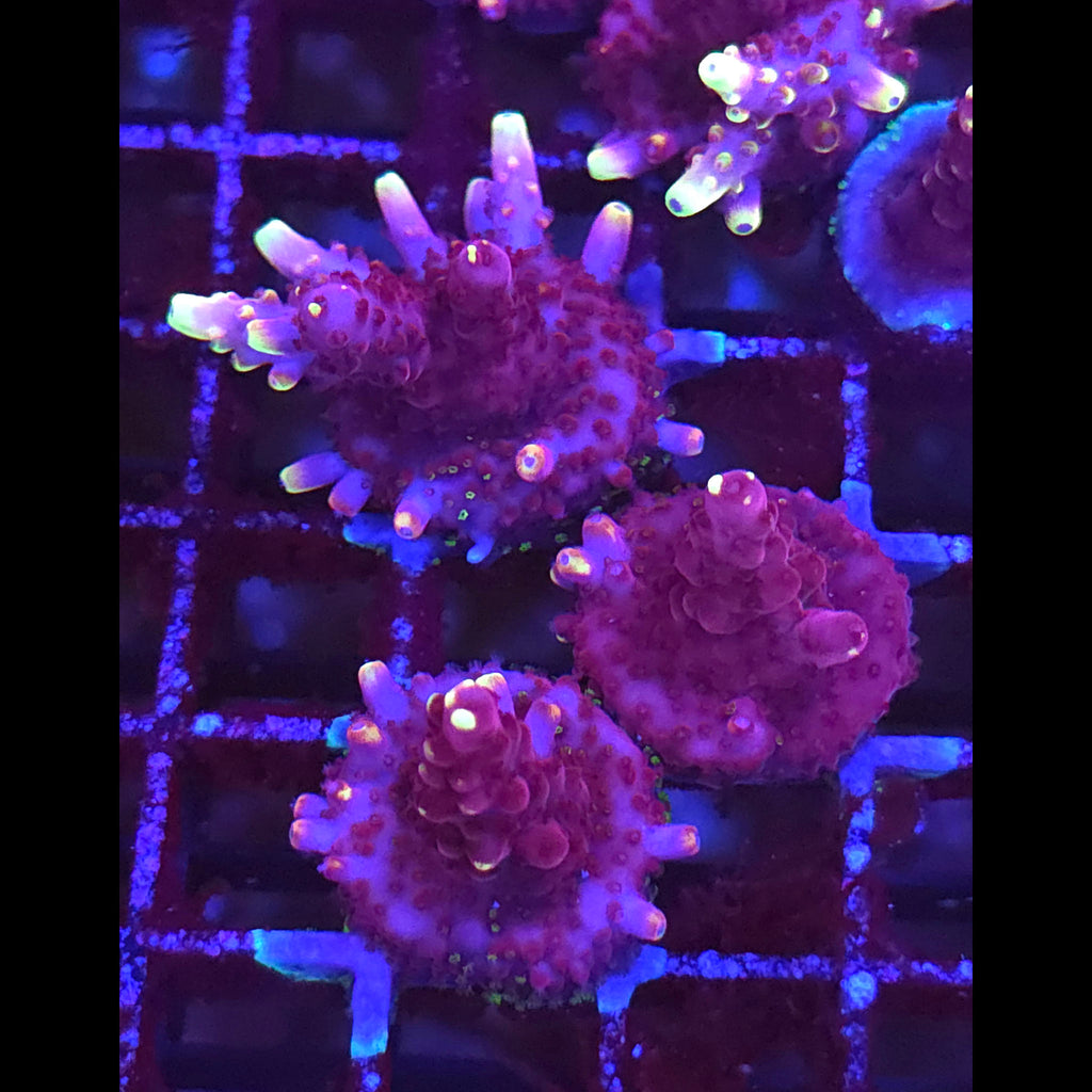 JF Fox Flame Acropora