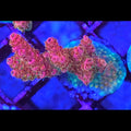 Princess Peach Acropora - Aquacultured SPS Coral | AJ's Aquariums