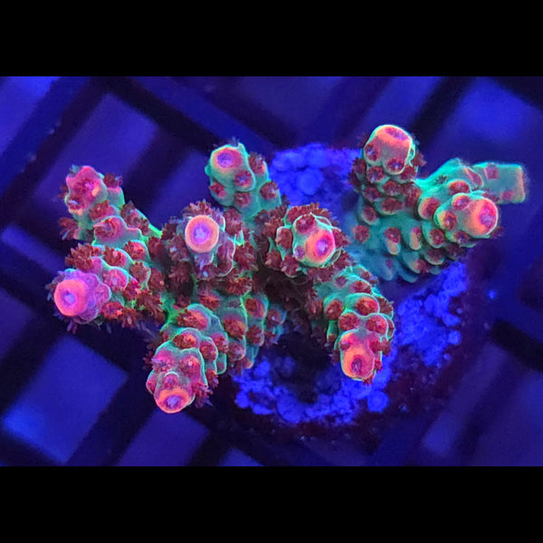 TSA Princess Peach Acropora
