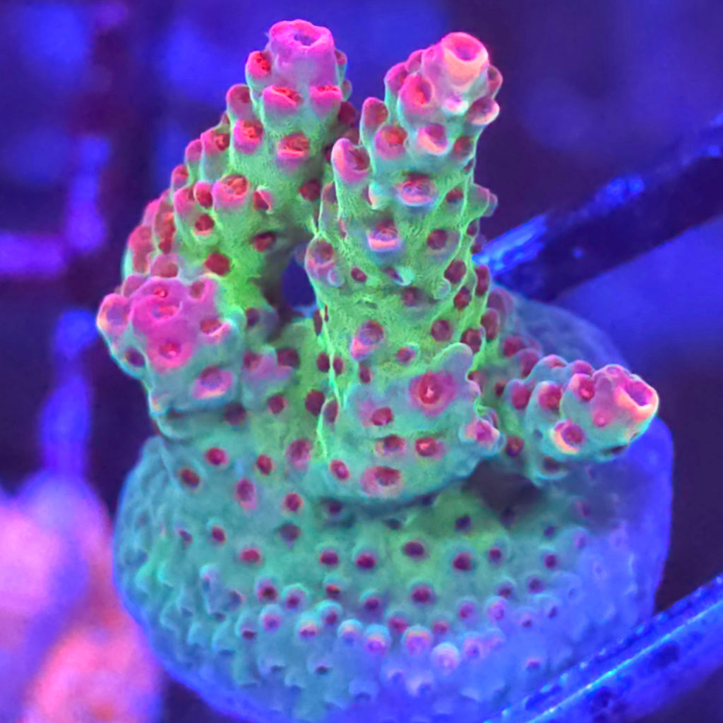 TSA Princess Peach Acropora