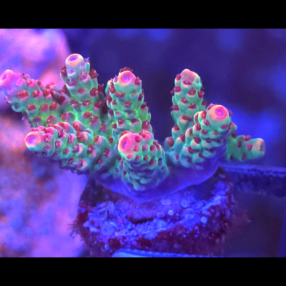 TSA Princess Peach Acropora