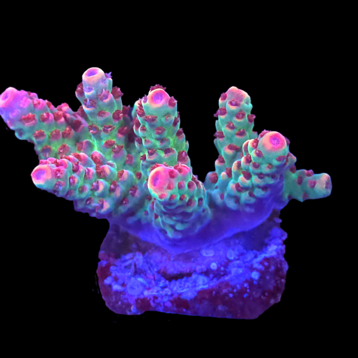 TSA Princess Peach Acropora