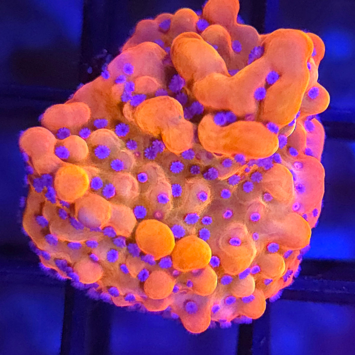 TSA Beast Montipora