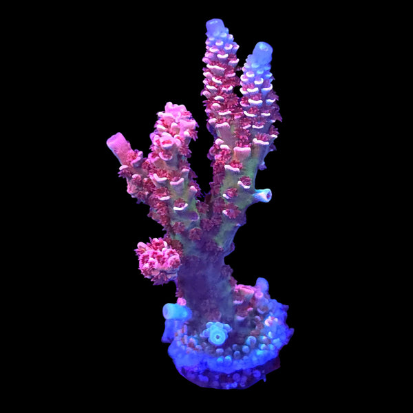 XL TGC Cherry Bomb Acropora
