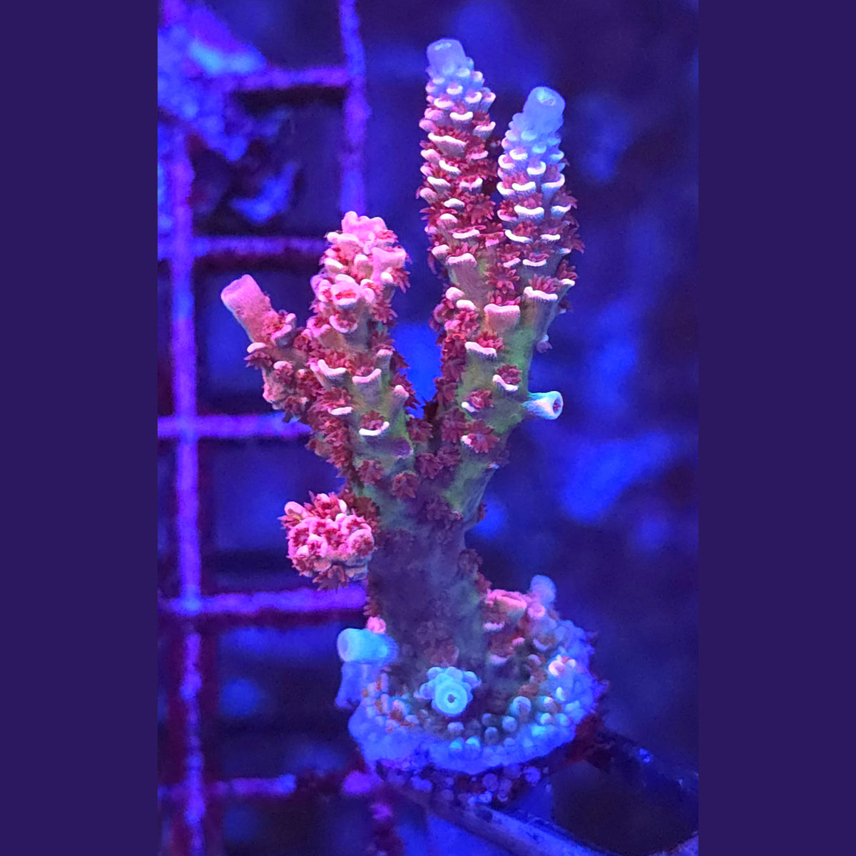 XL TGC Cherry Bomb Acropora
