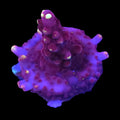 JF Fox Flame Acropora