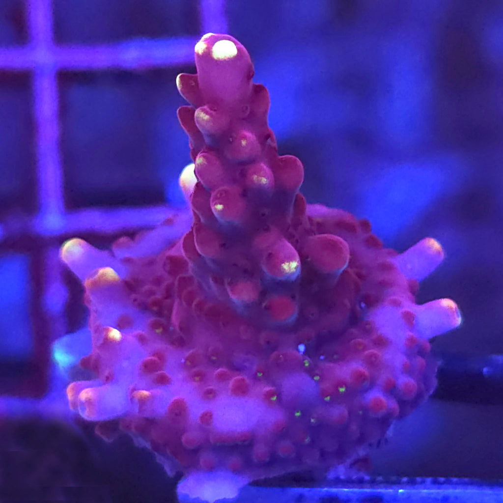 JF Fox Flame Acropora