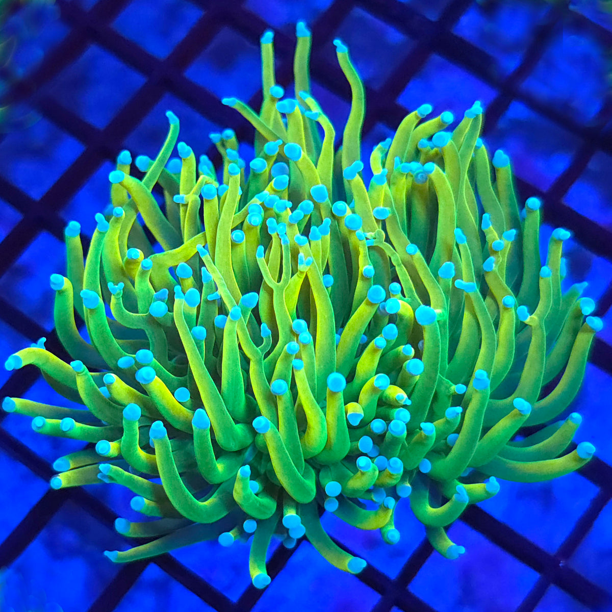 Baby Blue Tip Holy Grail Torch