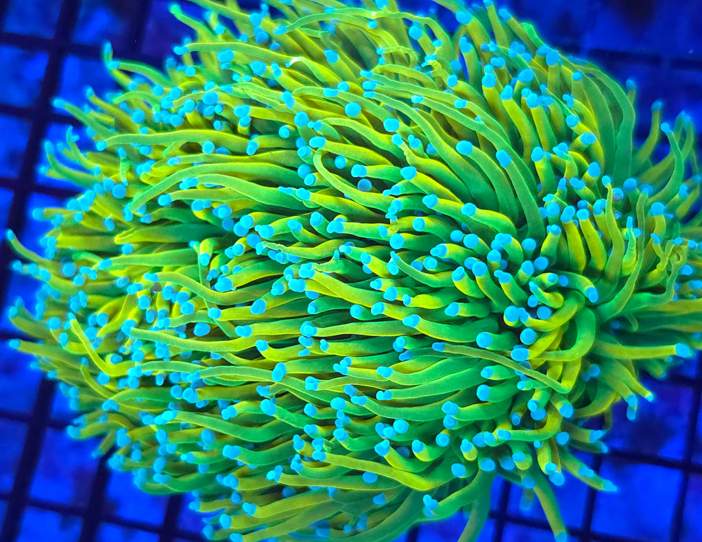 Baby Blue Tip Holy Grail Torch