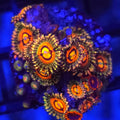 Rainbow Incinerator Zoanthids