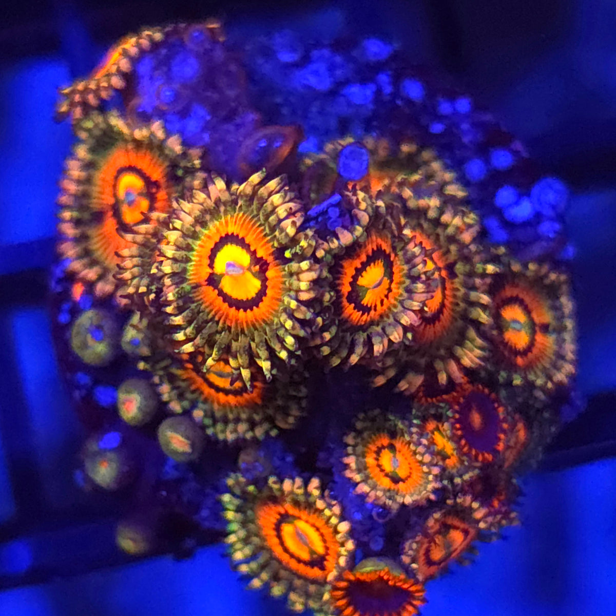Rainbow Incinerator Zoanthids