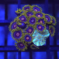 JF Creepy Eye Zoanthids XL