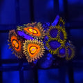 Rainbow Incinerator x Blue Phoenix Zoanthids