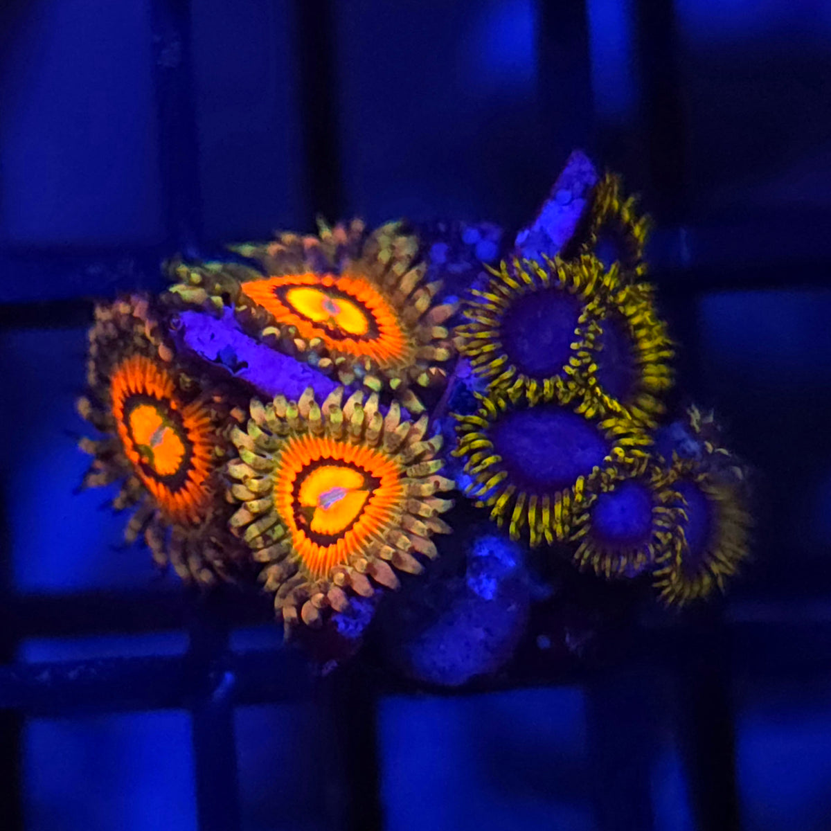 Rainbow Incinerator x Blue Phoenix Zoanthids