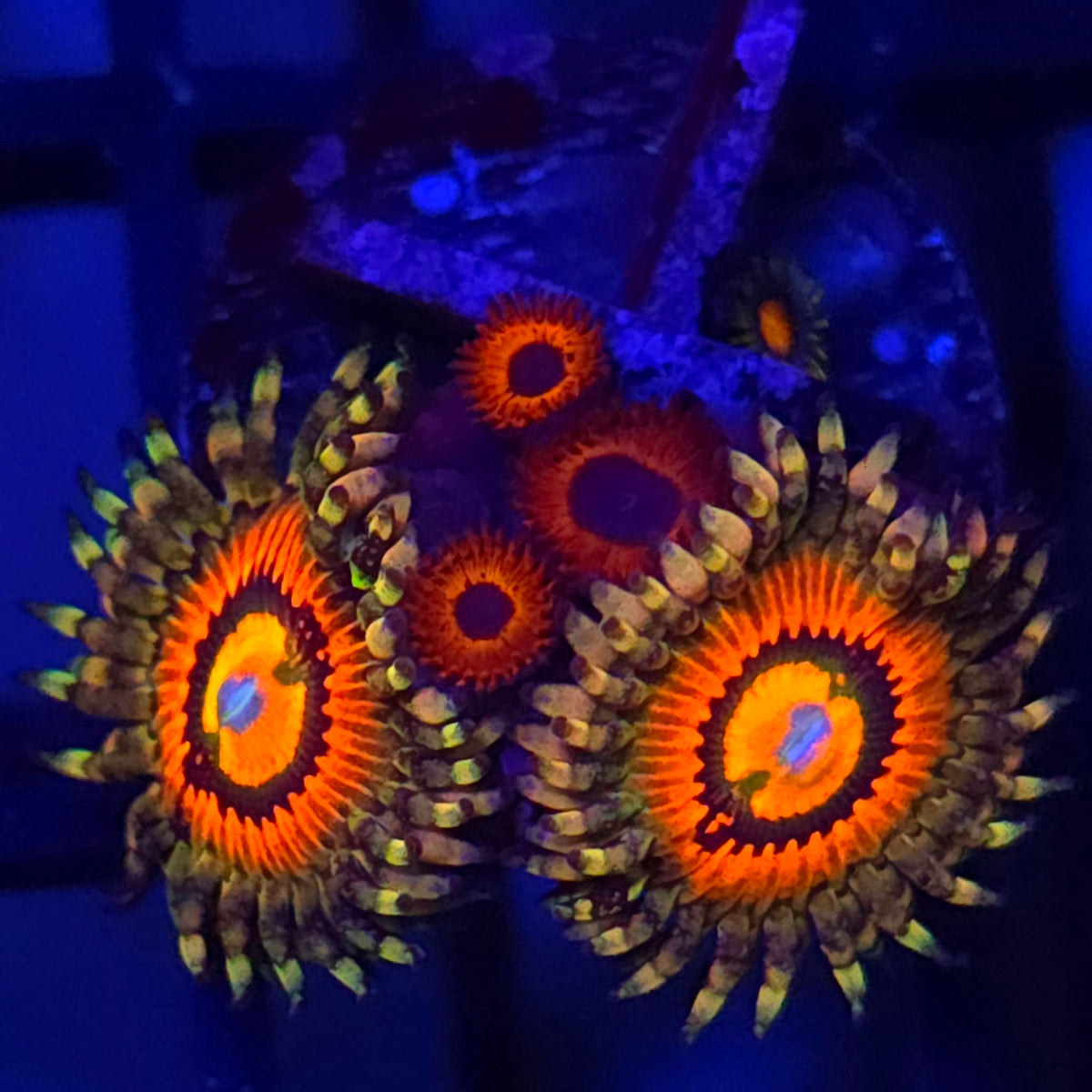 Rainbow Incinerator x Kedds Reds Zoanthids