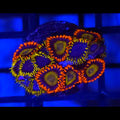 Mandarin x Blue Phoenix Zoanthids