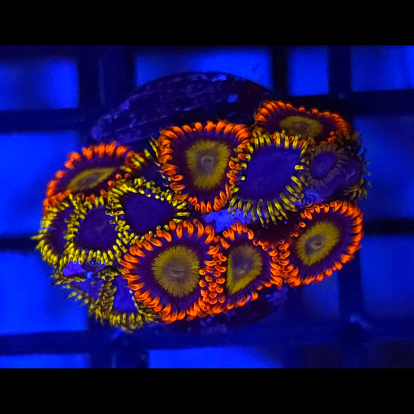 Mandarin x Blue Phoenix Zoanthids
