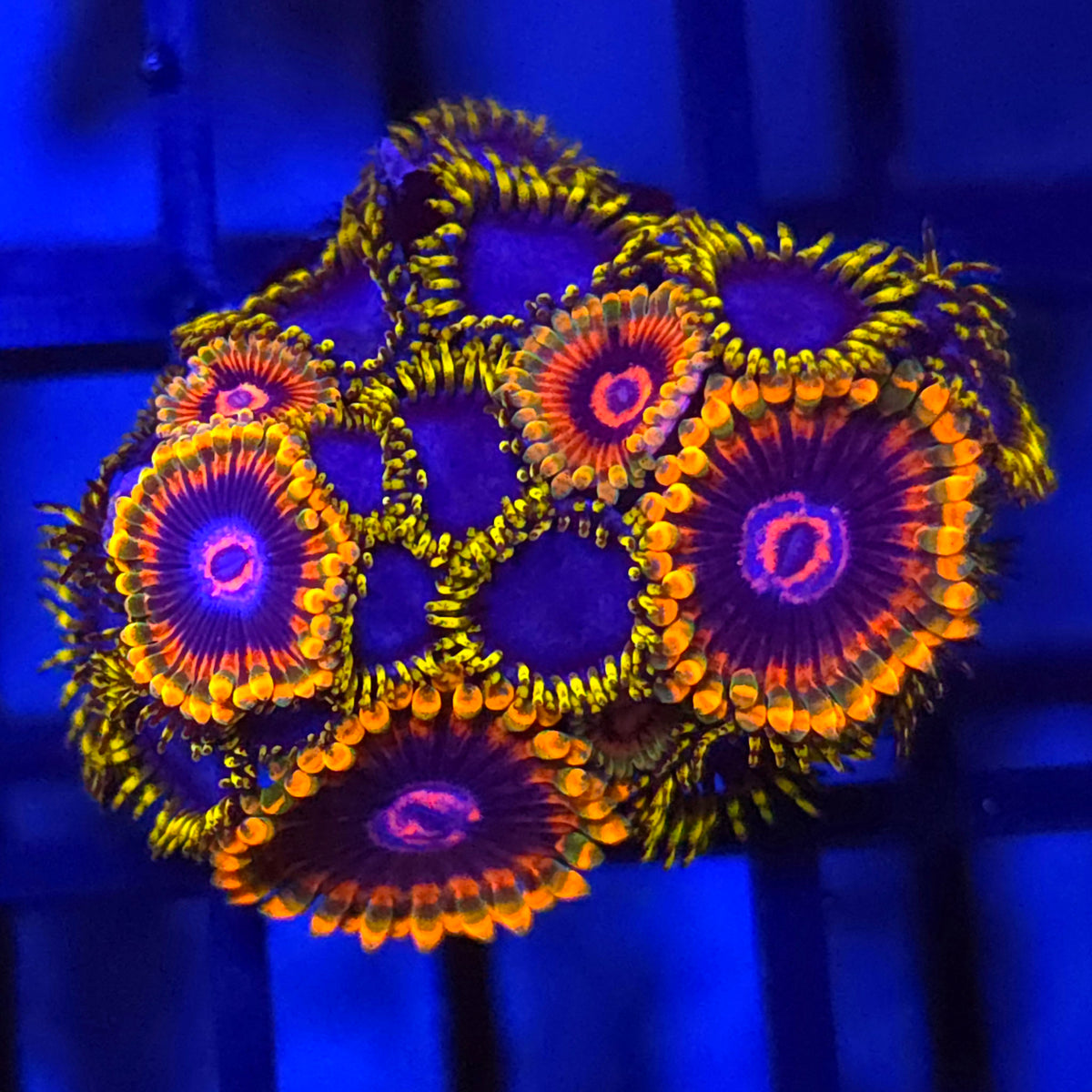 Mind Trick x Blue Phoenix Zoanthids
