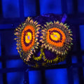 Rainbow Incinerator x Blue Phoenix Zoanthids