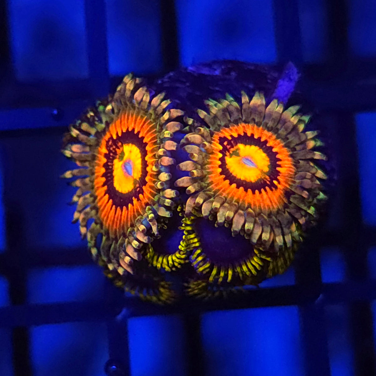 Rainbow Incinerator x Blue Phoenix Zoanthids