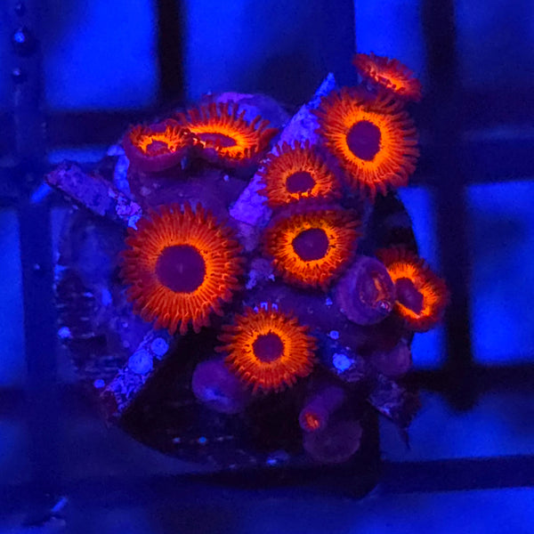 Kedds Reds Zoanthids