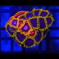 Mind Trick x Blue Phoenix Zoanthids