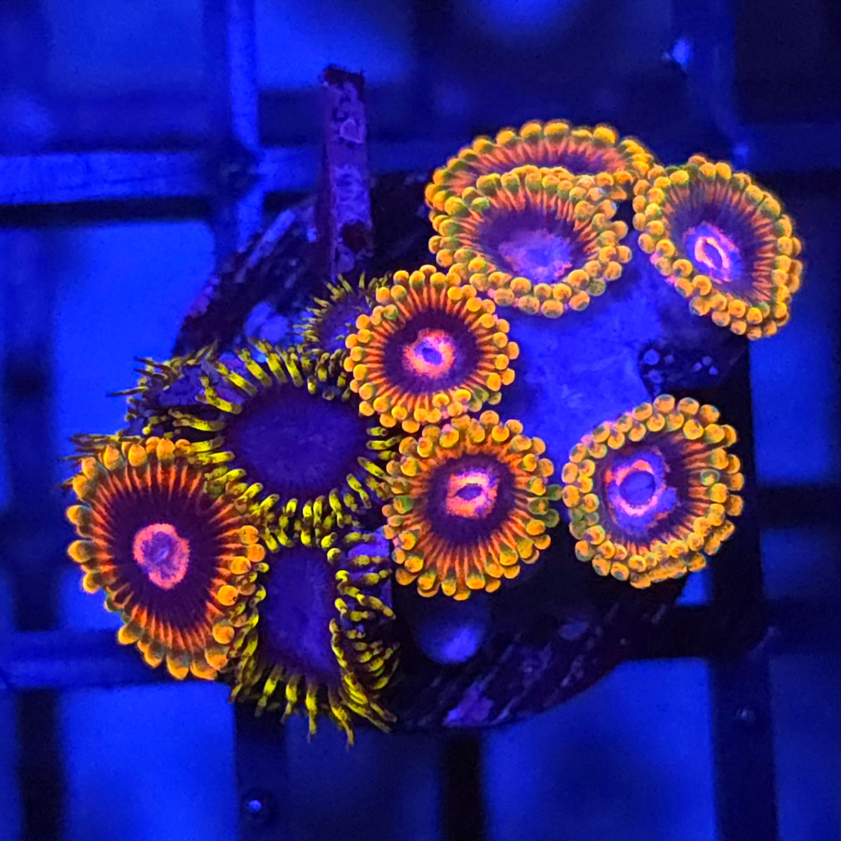 Mind Trick x Blue Phoenix Zoanthids