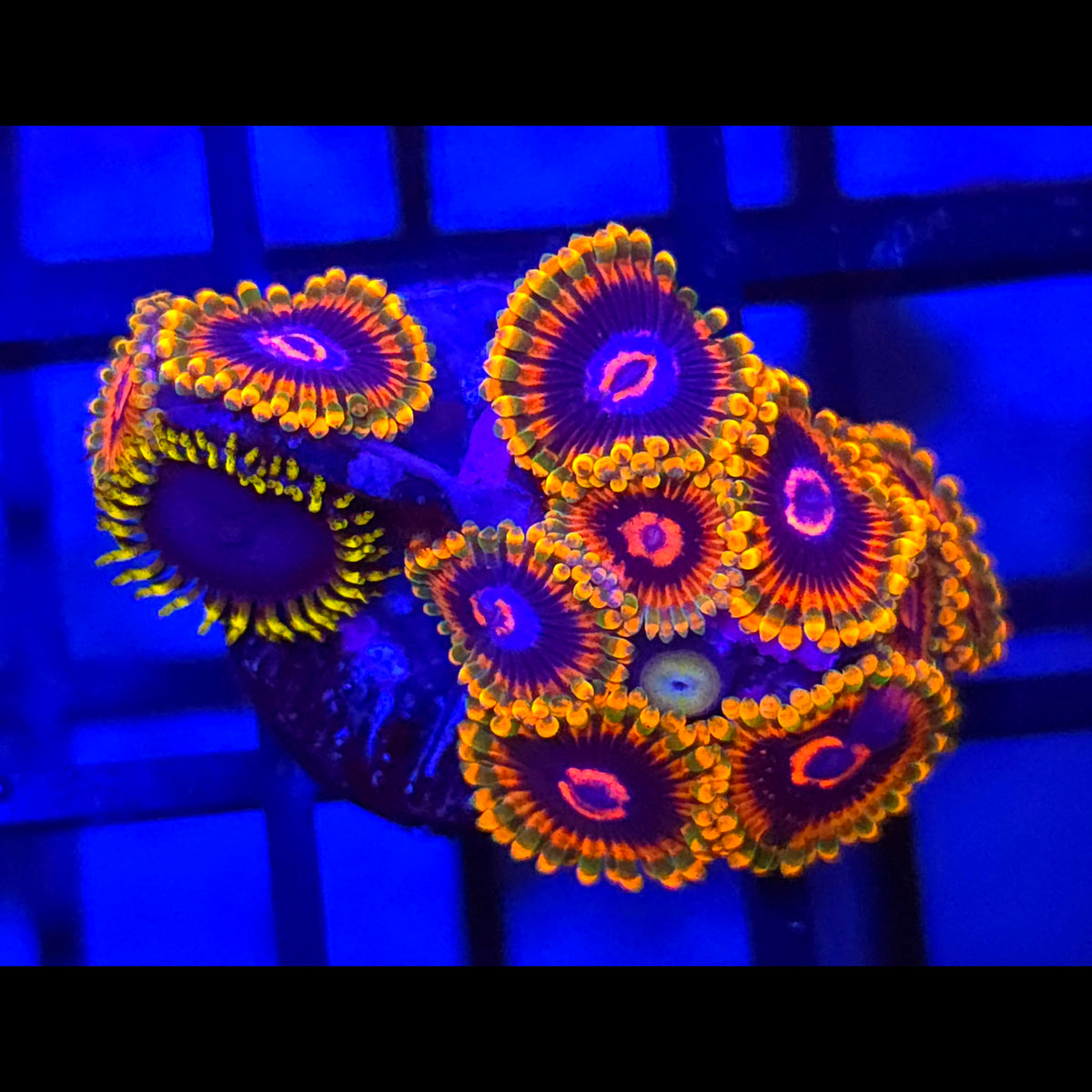 Mind Trick x Blue Phoenix Zoanthids