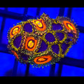 Rainbow Incinerator x Blue Phoenix Zoanthids