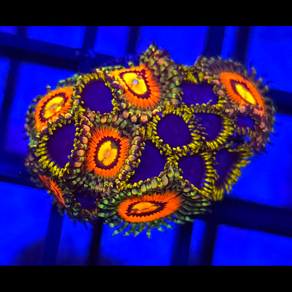 Rainbow Incinerator x Blue Phoenix Zoanthids
