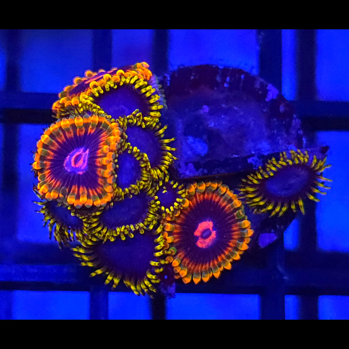 Mind Trick x Blue Phoenix Zoanthids