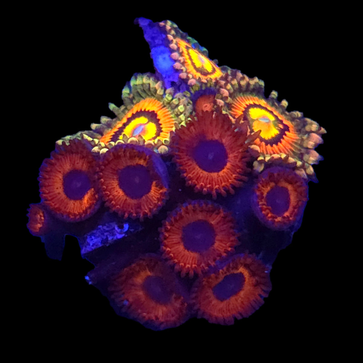 Rainbow Incinerator x Kedds Reds Zoanthids