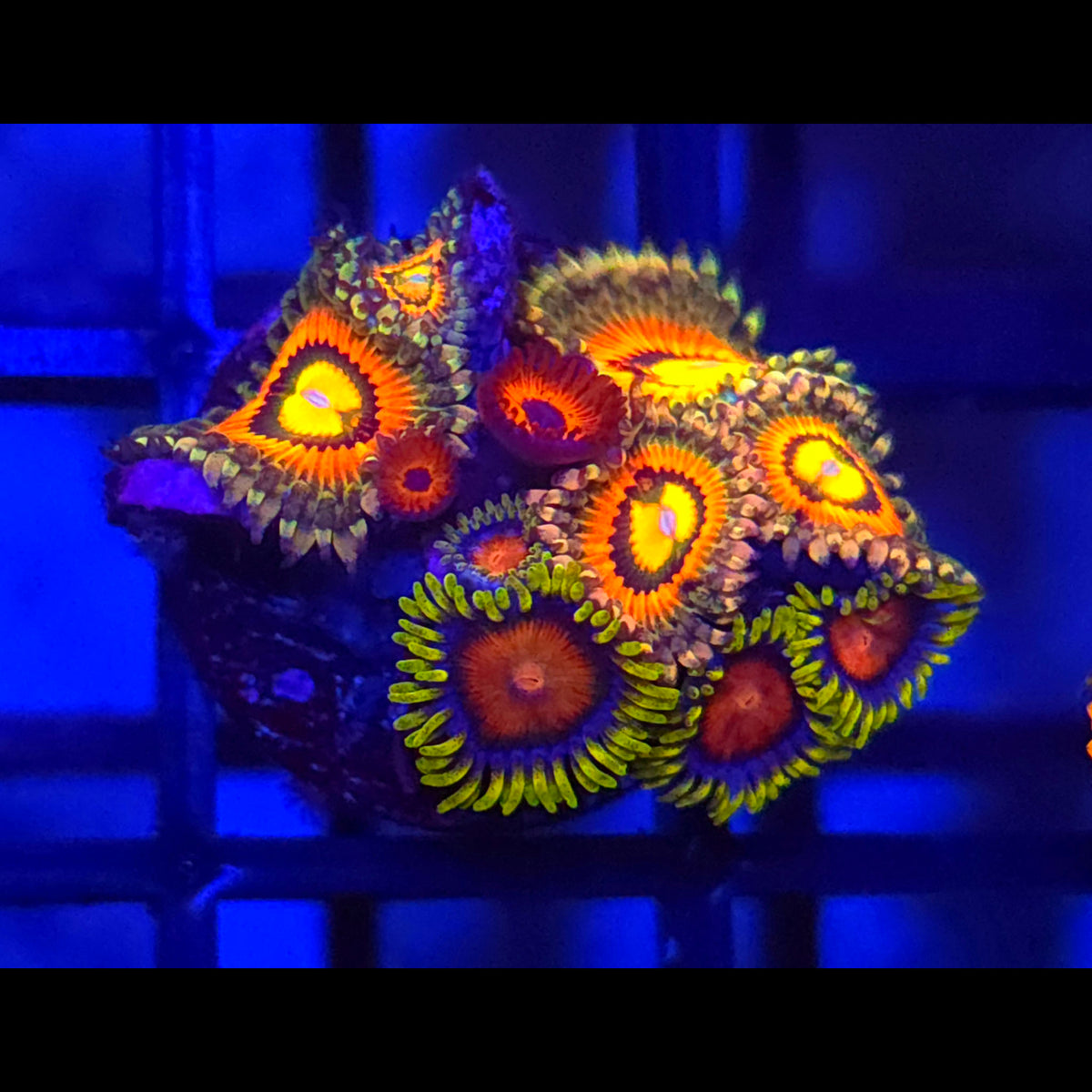 Rainbow Incinerator x Spitfire x Kedds Reds Zoanthids