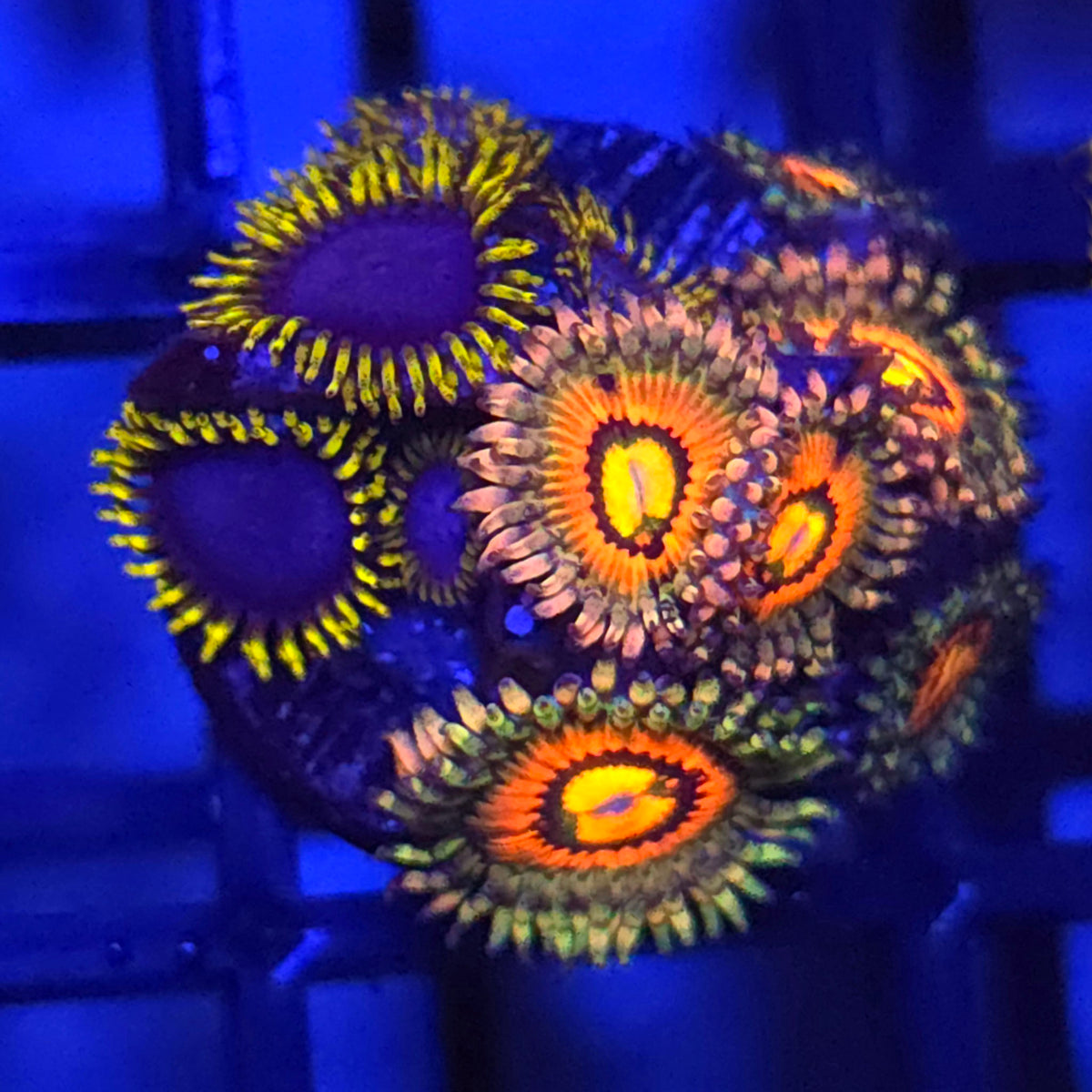 Rainbow Incinerator x Blue Phoenix Zoanthids
