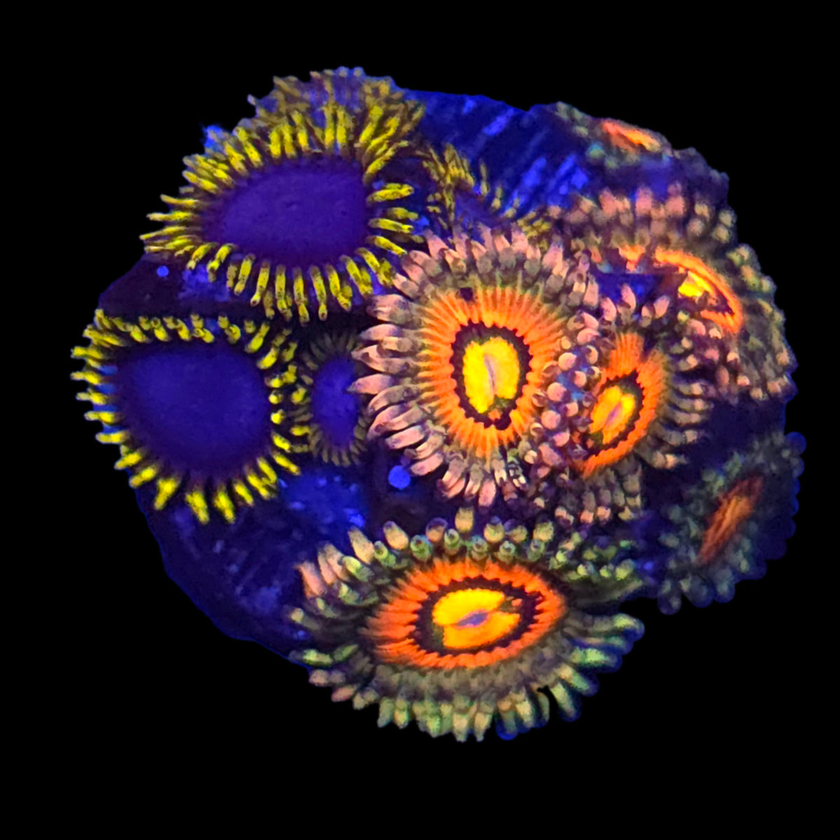 Rainbow Incinerator x Blue Phoenix Zoanthids