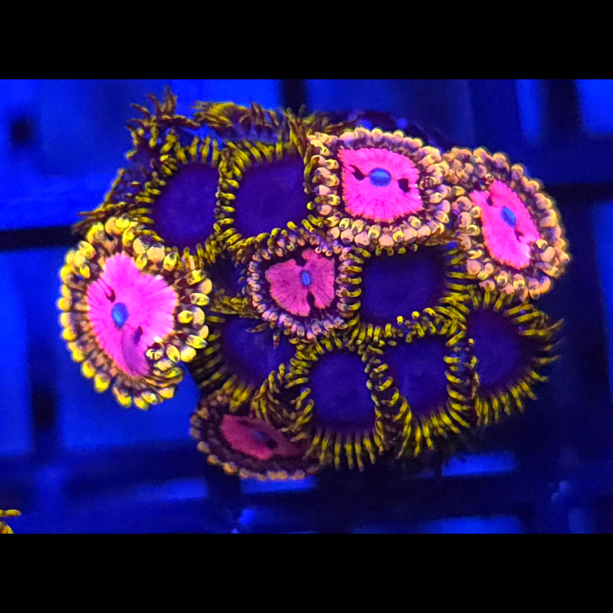 Pink Diamond x Blue Phoenix Zoanthids