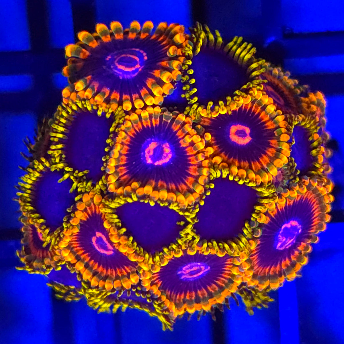 Mind Trick x Blue Phoenix Zoanthids