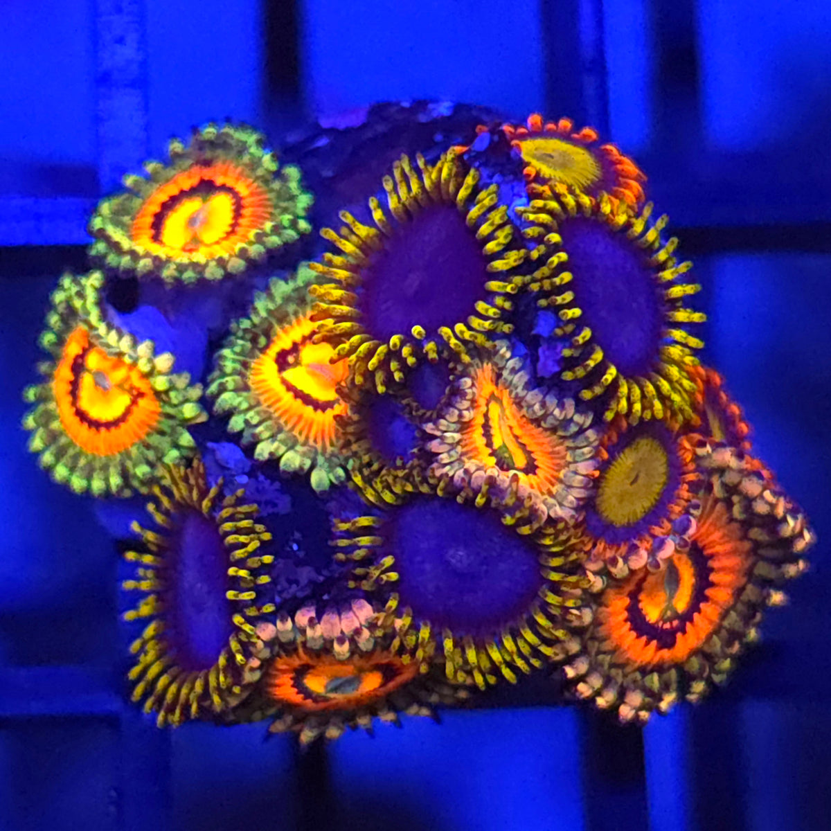 Rainbow Incinerator x Mandarin x Blue Phoenix Zoanthids
