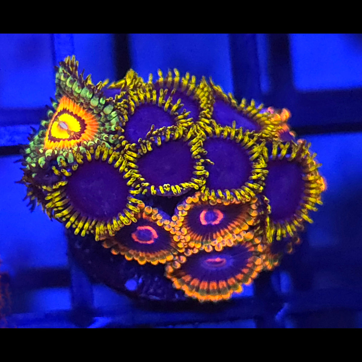 Rainbow Incinerator x Mind Trick x Blue Phoenix Zoanthids