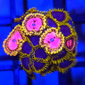 Pink Diamond x Blue Phoenix Zoanthids