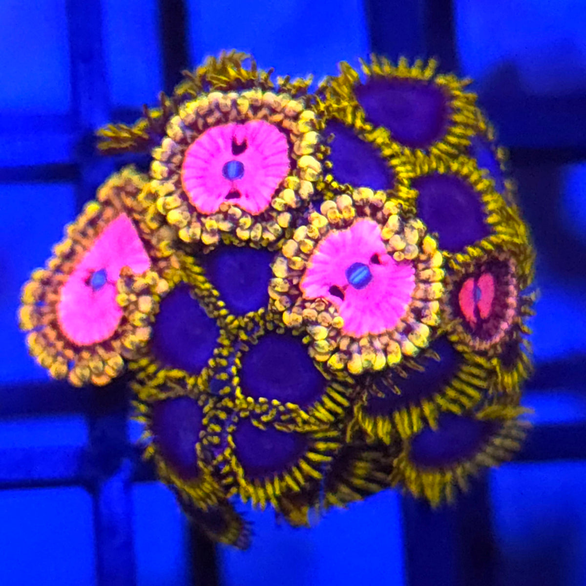 Pink Diamond x Blue Phoenix Zoanthids