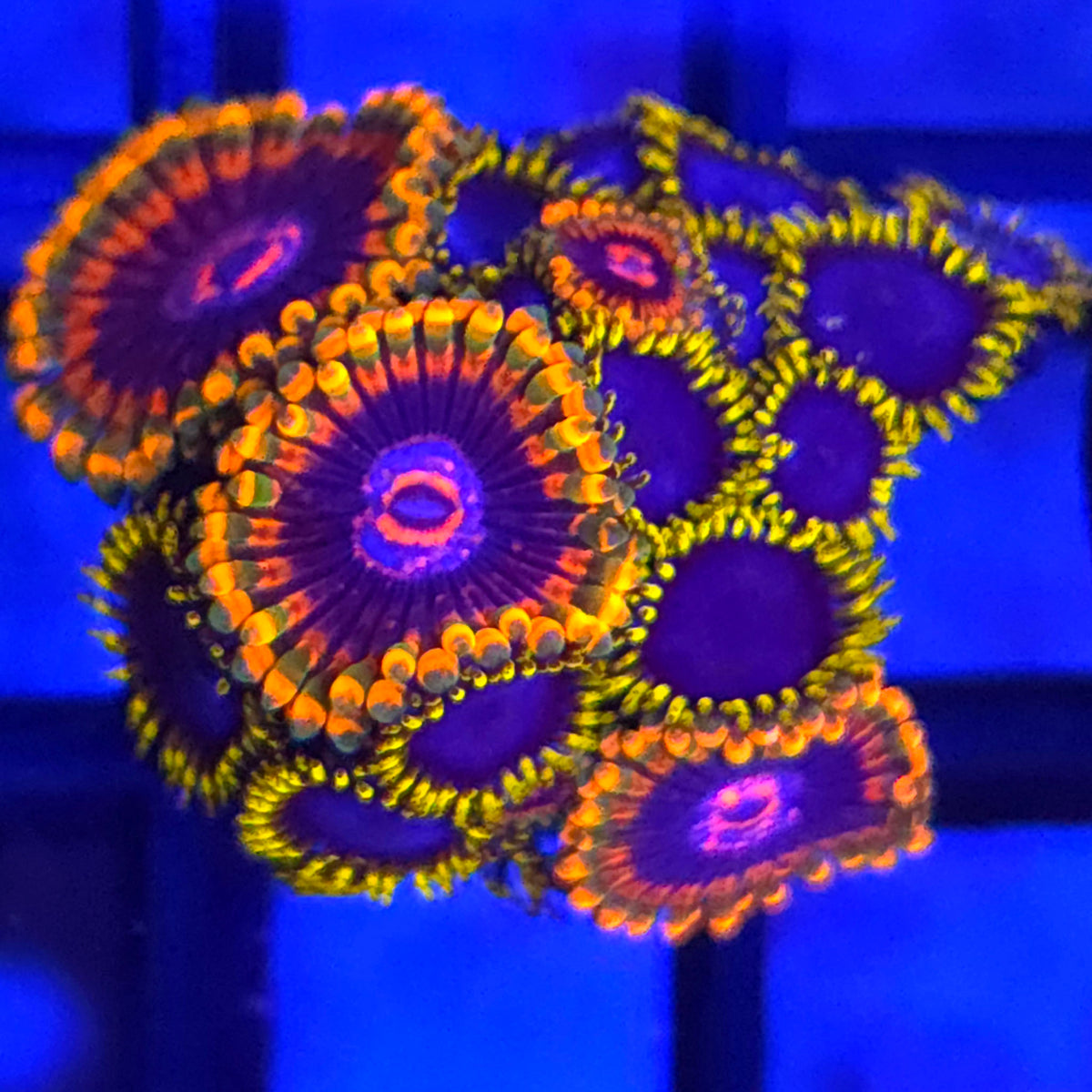 Mind Trick x Blue Phoenix Zoanthids