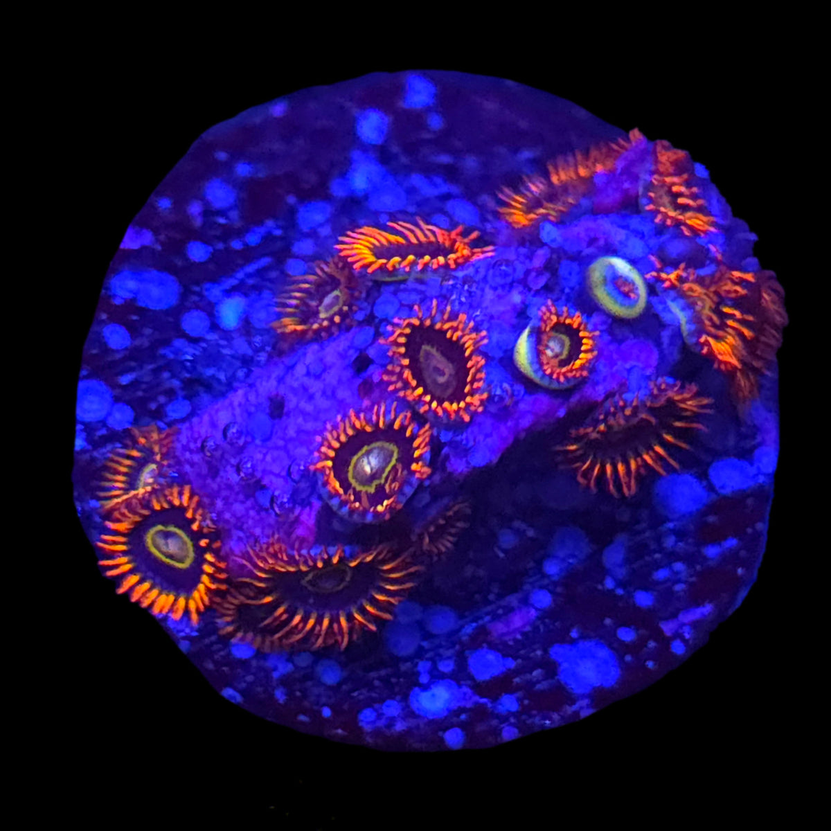 Rainbow Hornet Zoanthids
