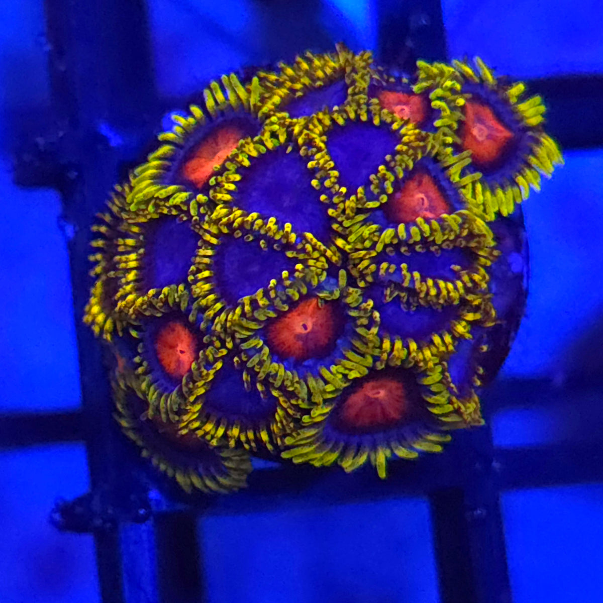 Spitfire x Blue Phoenix Zoanthids