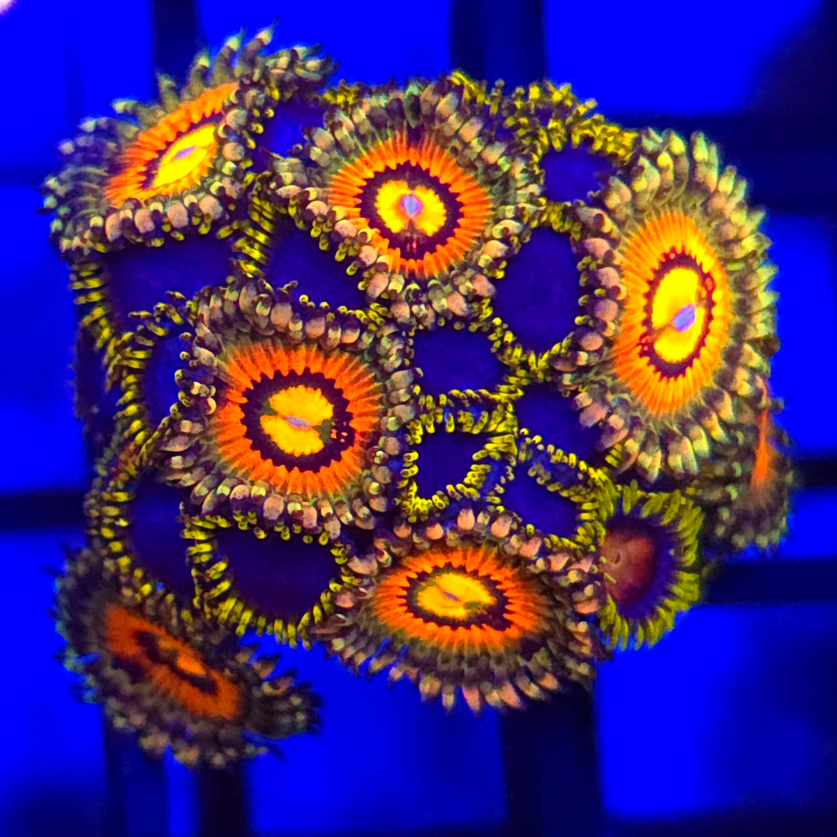 Rainbow Incinerator x Blue Phoenix Zoanthids